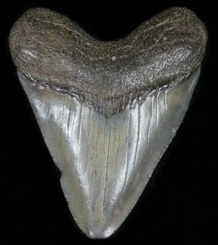 Bargain, Juvenile Megalodon Tooth - Georgia #61706